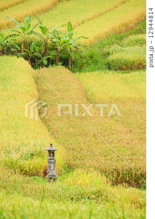 Rice terrace of Bali Island, Indonesia, with shrine Rice terrace of Bali Island, Indonesia, with shrine 12944814