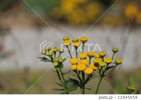 ヨモギギクの花 12945059