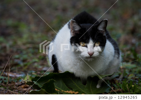 野良猫 12945265