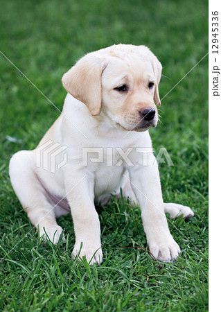 Labrador (retriever) puppy 12945336