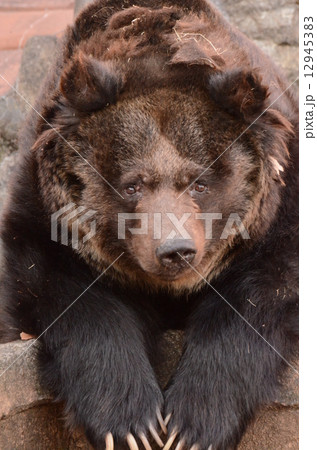エゾヒグマ 12945383