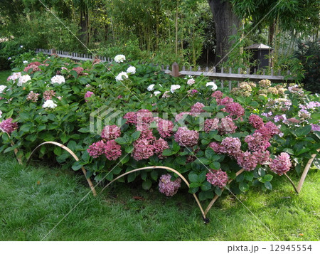 ロンドンのあじさい ロンドンのあじさい 12945554