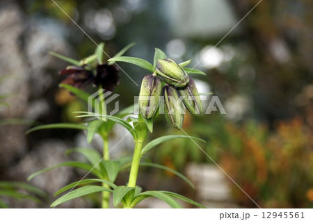 クロユリのつぼみ 12945561