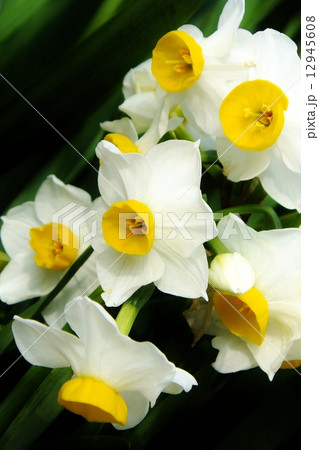 緑の中、日本水仙は清楚に咲いて(縦) 緑の中、日本水仙は清楚に咲いて(縦) 12945608