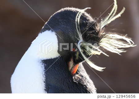 イワトビペンギン 12945656
