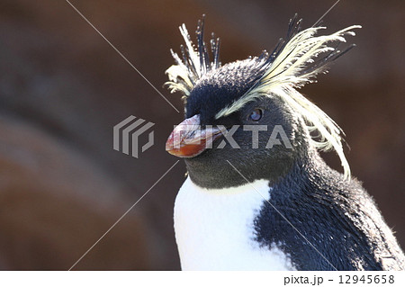 イワトビペンギン 12945658