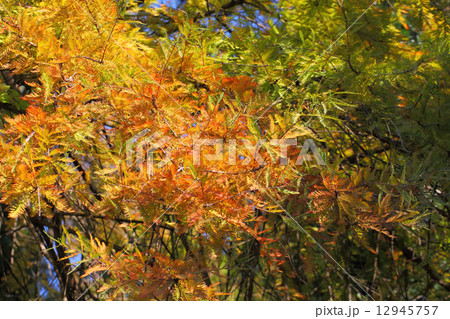 ヌマスギの紅葉 12945757