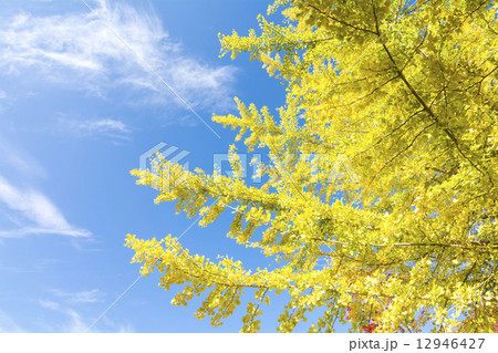 イチョウの黄葉と青空 イチョウの黄葉と青空 12946427