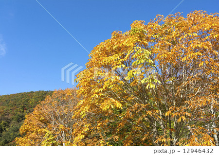 トチノキの紅葉と空 トチノキの紅葉と空 12946432