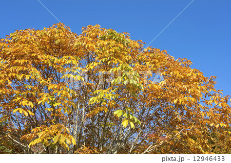 トチノキの紅葉と空 トチノキの紅葉と空 12946433