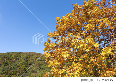 トチノキの紅葉と空 トチノキの紅葉と空 12946435
