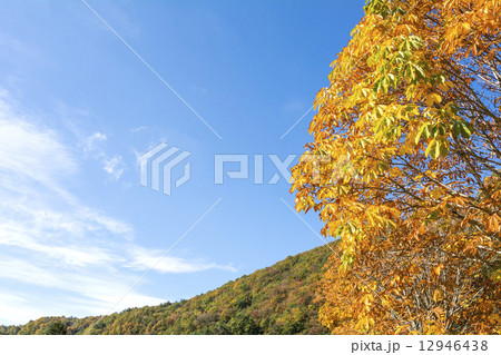 トチノキの紅葉と空 12946438