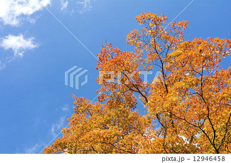 オレンジ色のオオモミジの紅葉と青空 12946458