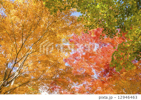 カラフルなオオモミジとハウチワカエデの葉 12946463