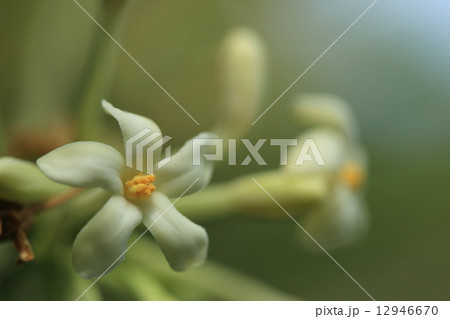 自然　植物　パパイア、雌雄異株です。これは雄花で垂れ下がった房に小さい花が多数付きます② 12946670