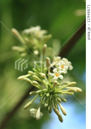 自然　植物　パパイア、雌雄異株です。これは雄花で垂れ下がった房に小さい花が多数付きます① 12946671