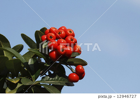 ピラカンサ ピラカンサ 12946727