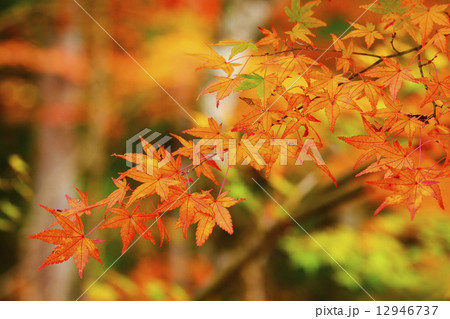 紅葉 紅葉 12946737