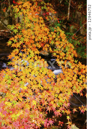 紅葉 紅葉 12946752