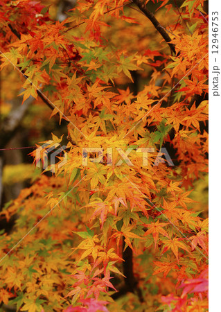 紅葉 紅葉 12946753