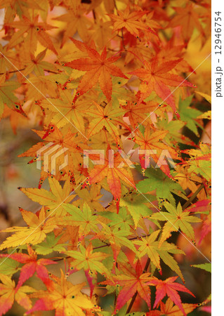 紅葉 紅葉 12946754