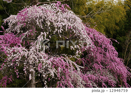 枝垂花桃　 12946759