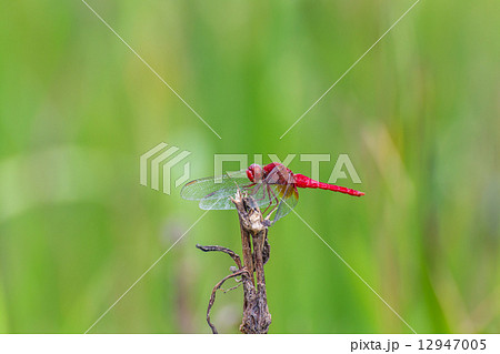 ショウジョウトンボ 12947005