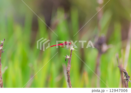 ショウジョウトンボ ショウジョウトンボ 12947006