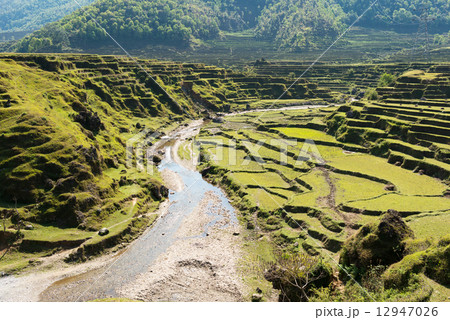 ネパール　川とライステラス 12947026