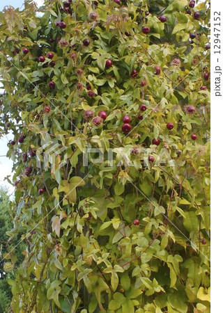 トケイソウ 02 トケイソウ 02 12947152