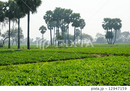 インド　ブッダ・ガヤ　朝のスジャータ村 12947159
