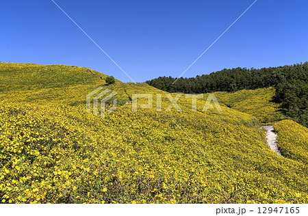 タイ王国メーホーソンのメキシコヒマワリ畑 12947165