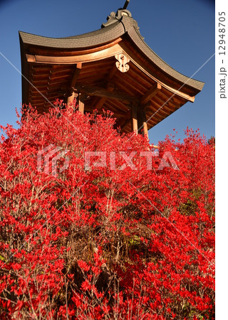 赤い色のドウダンツツジと鐘楼 12948705