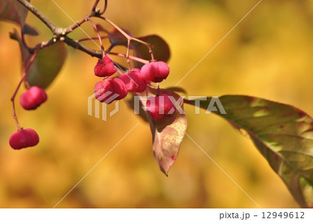 マユミの実 12949612