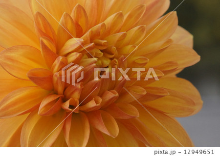 ダリア　03 12949651