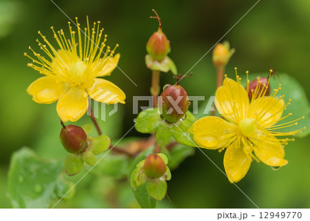 コボウズオトギリの花の写真素材