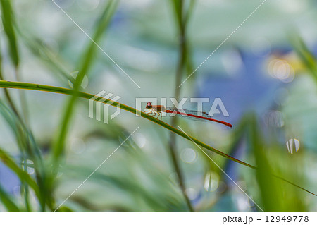 ベニイトトンボ 12949778