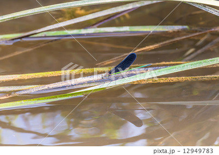 ハグロトンボ ハグロトンボ 12949783