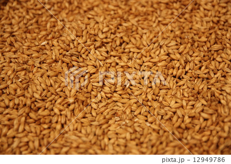 ビールの麦芽 ビールの麦芽 12949786