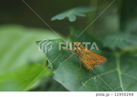 生き物 昆虫 ネッタイアカセセリ、明るい林や林縁の草木の葉に止まっているのを見ることが多いようです 生き物 昆虫 ネッタイアカセセリ、明るい林や林縁の草木の葉に止まっているのを見ることが多いようです 12950268