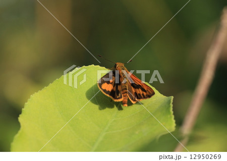 生き物 昆虫 ネッタイアカセセリ 名前と違い赤色は入っていませんが南国っぽい鮮やかなセセリチョウですの写真素材