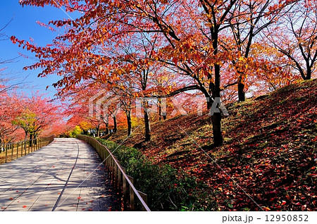 白山公園紅葉 12950852