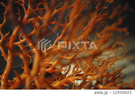 赤珊瑚 12950925