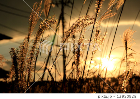 秋の終わり 秋の終わり 12950928