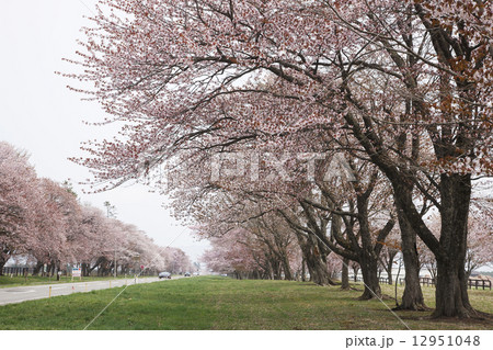 二十間道路 12951048