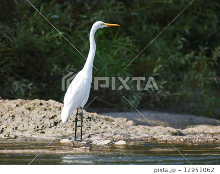 ダイサギ 12951062