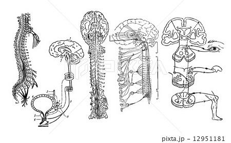Vector. Central nervous system Vector. Central nervous system 12951181