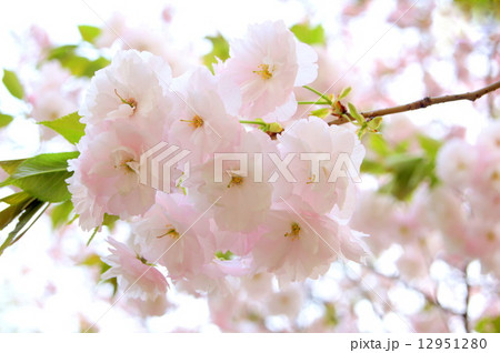 葉化した雌しべのイチヨウザクラ：一葉桜の写真素材 [12951280