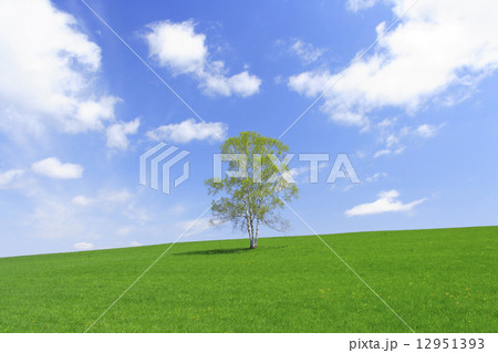北海道　美瑛町　草原と一本の木 12951393