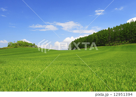 北海道　中富良野町　麦畑とカラマツ林 12951394